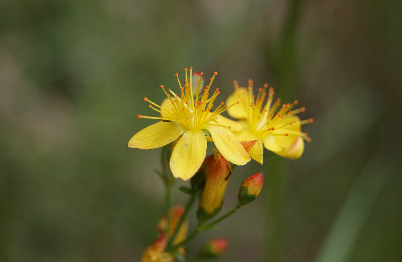 Slender St John's-wort: Hypericum pulchrum