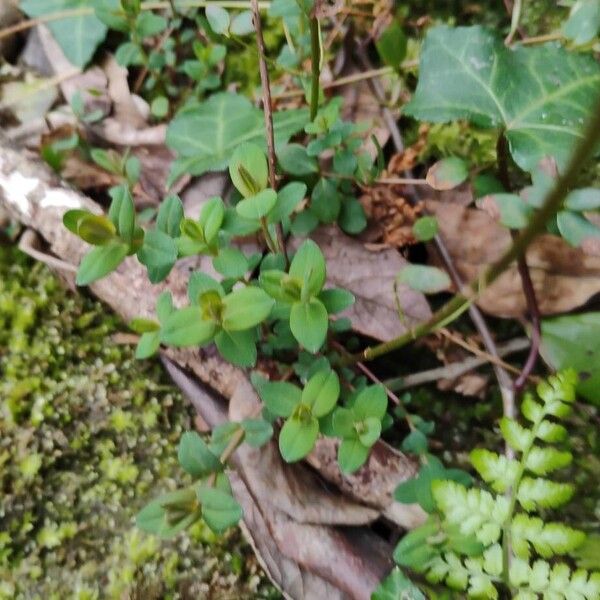 Slender St John's-wort (Hypericum pulchrum)