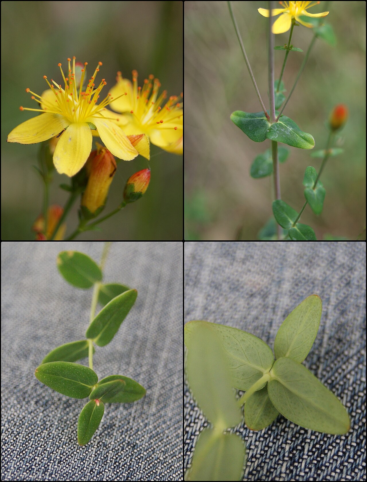 Slender St John's-wort: Hypericum pulchrum , Germany.