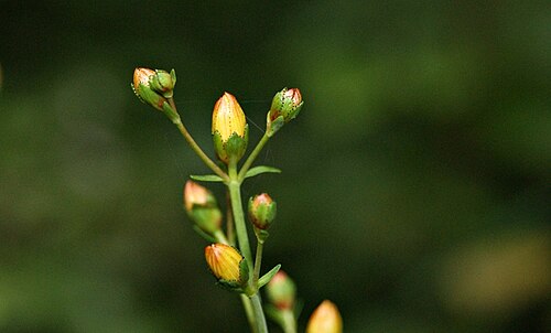 Slender St John's-wort: Hypericum pulchrum