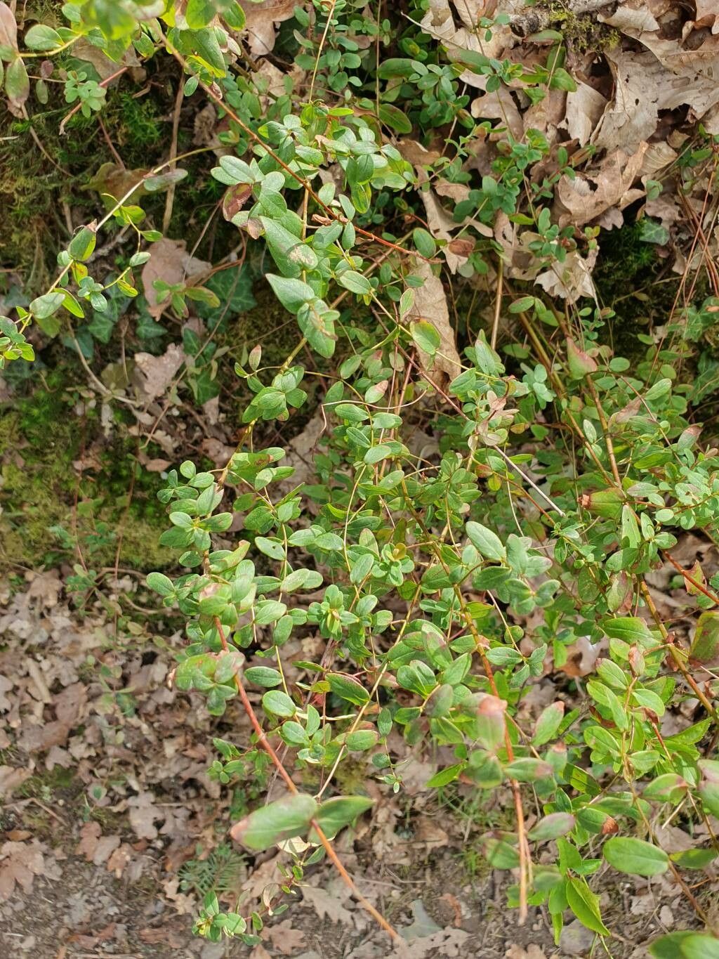 Slender St John's-wort (Hypericum pulchrum)