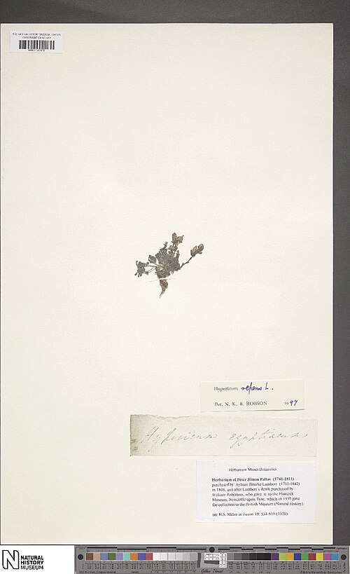 Hypericum repens: Specimen of Hypericum repens (Catalog Number BM001202950) at the National History Museum Online Data Portal collected by an anonymous collector.