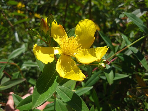 Large-leaved currybush: Hypericum roeperianum