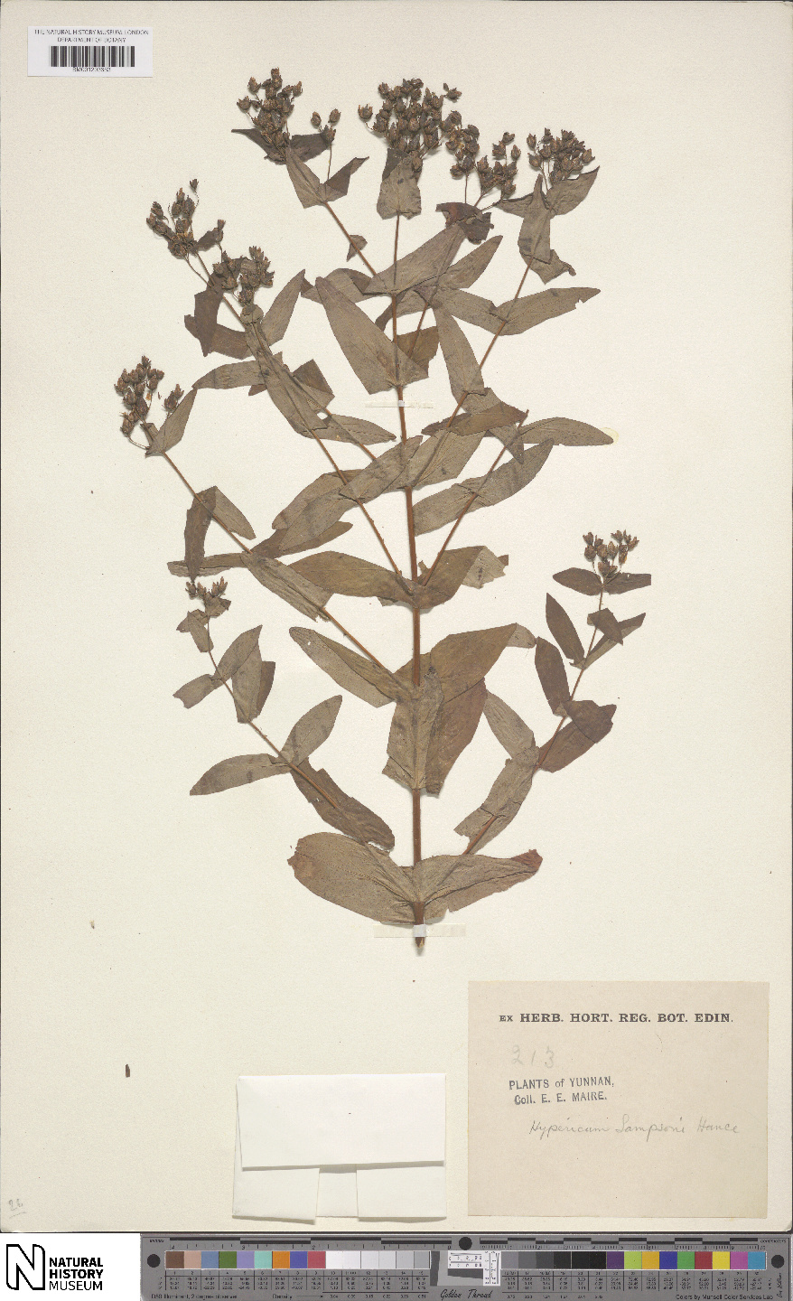 Hypericum sampsonii: Specimen of Hypericum sampsonii (Catalog Number BM001203683) at the National History Museum Online Data Portal recorded by Edouard-Ernest Maire.