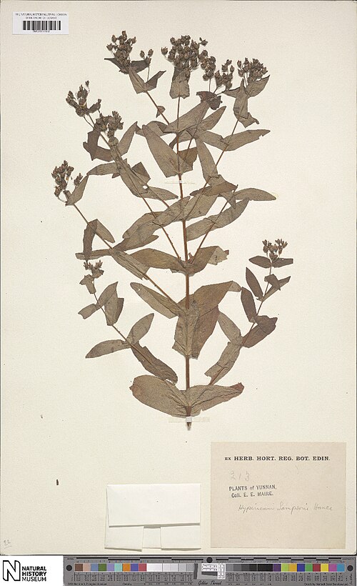 Hypericum sampsonii: Specimen of Hypericum sampsonii (Catalog Number BM001203683) at the National History Museum Online Data Portal recorded by Edouard-Ernest Maire.