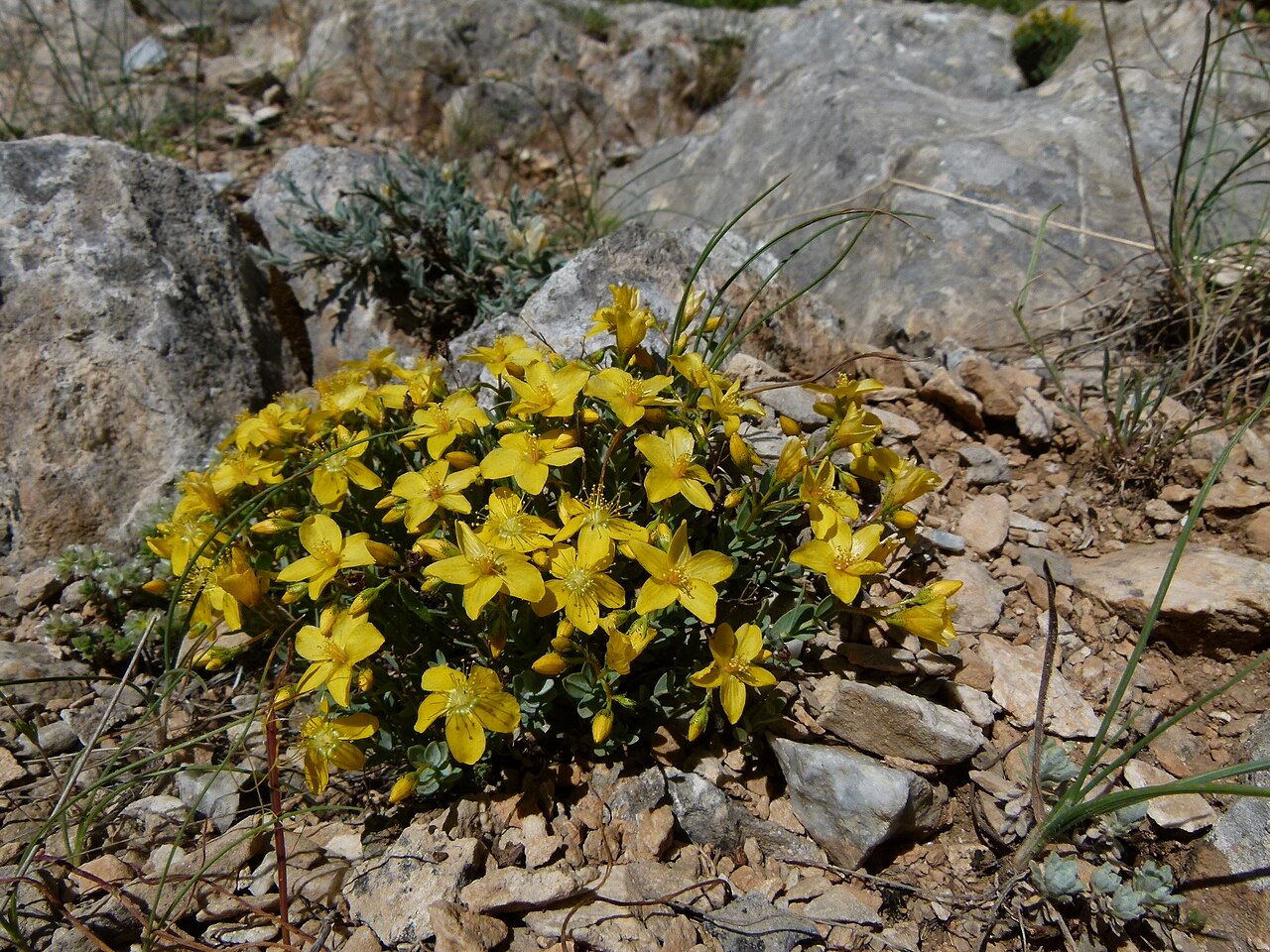 H. sechmenii: Copyright release for Wikipedia received by personal correspondence with Dr. Okan Sezer. Pictures Hypericum sechmenii in its type locality in Sivrihisar, Turkey