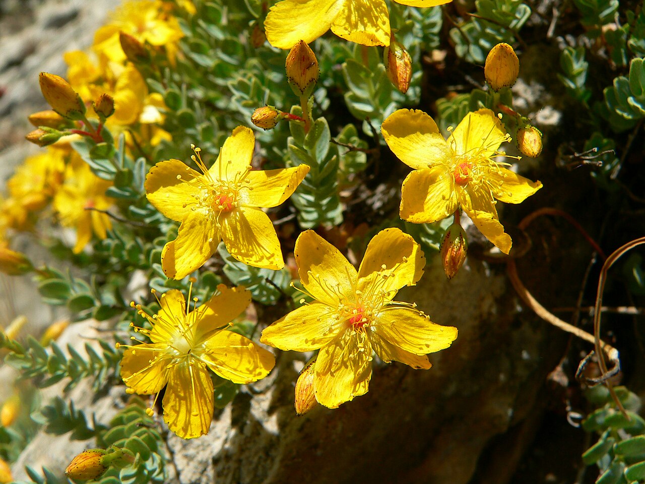 H. sechmenii: Copyright release for Wikipedia received by personal correspondence with Dr. Okan Sezer. Pictures Hypericum sechmenii in its type locality in Sivrihisar, Turkey