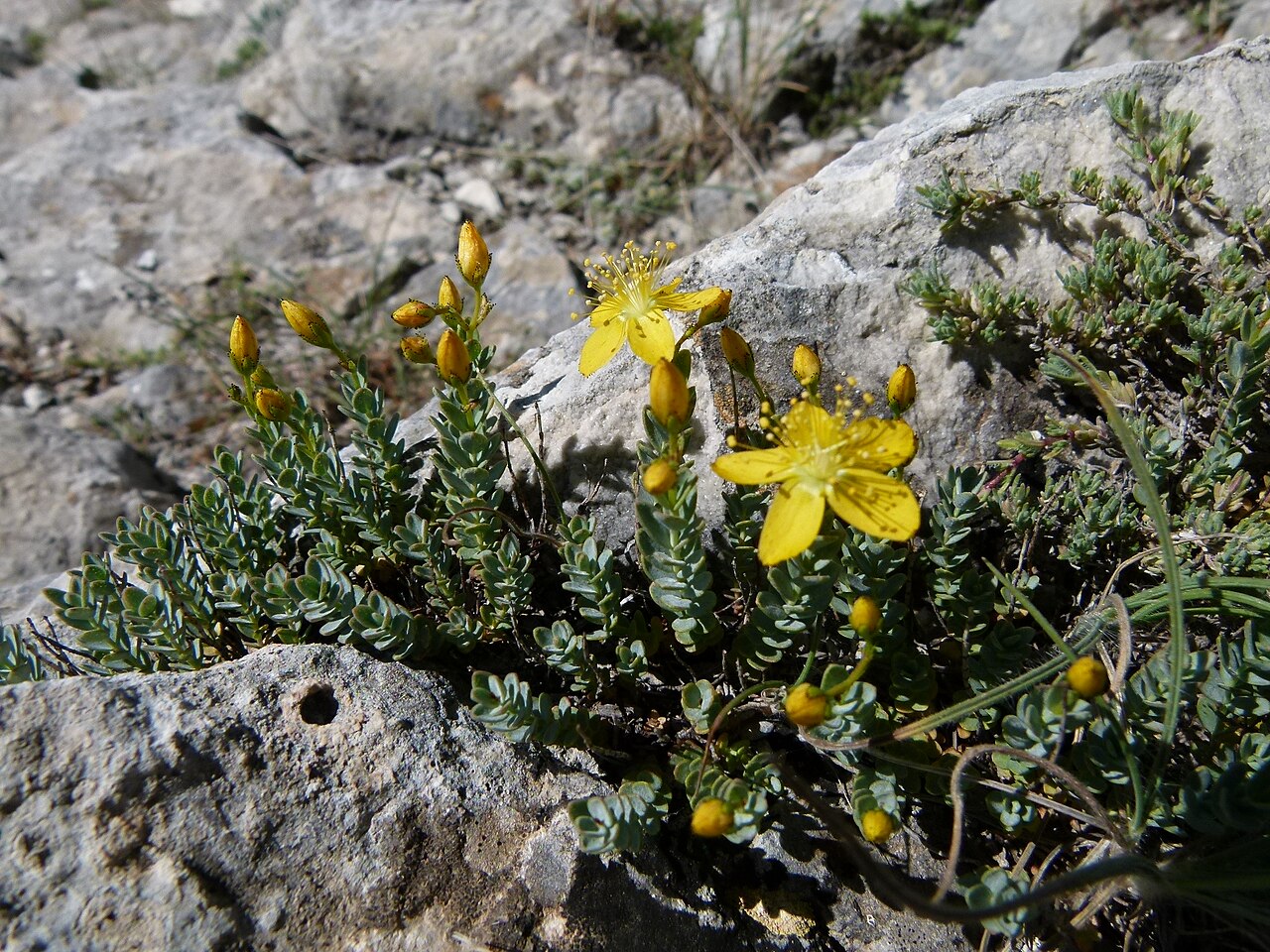 H. sechmenii: Copyright release for Wikipedia received by personal correspondence with Dr. Okan Sezer. Pictures Hypericum sechmenii in its type locality in Sivrihisar, Turkey