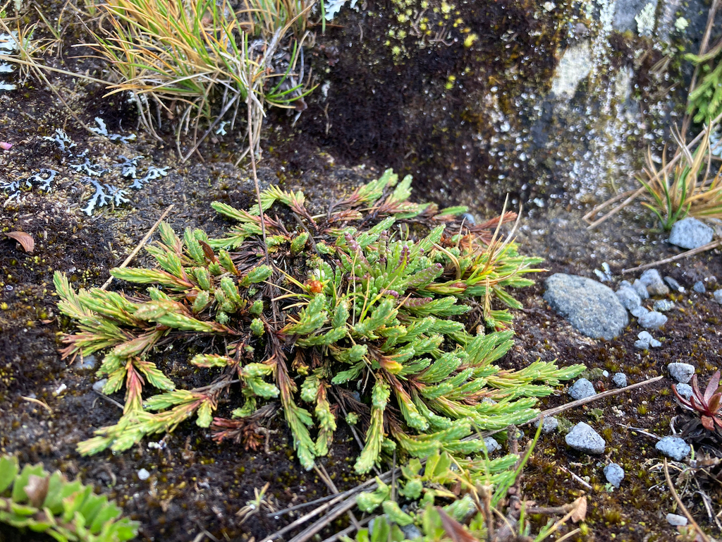 Hypericum selaginella (Hypericum selaginella)