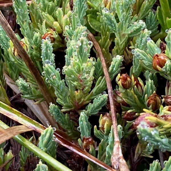 Hypericum selaginella (Hypericum selaginella)