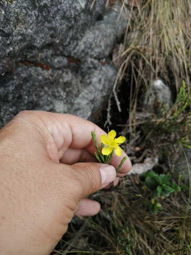 Hypericum strictum (Hypericum strictum)