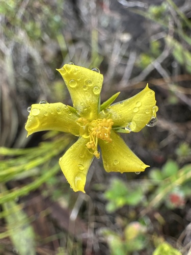 Hypericum strictum (Hypericum strictum)