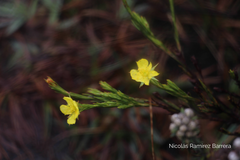 Hypericum strictum (Hypericum strictum)