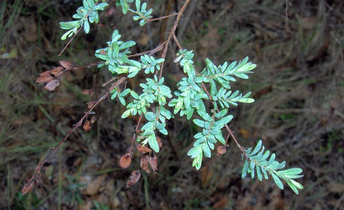 Pineland St. Johnswort: from St. John's Wort family