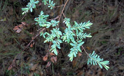 Pineland St. Johnswort: from St. John's Wort family