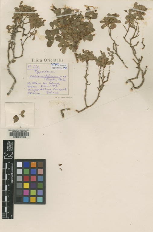 Hypericum vacciniifolium: Specimen of Hypericum vacciniifolium at the National History Museum in London