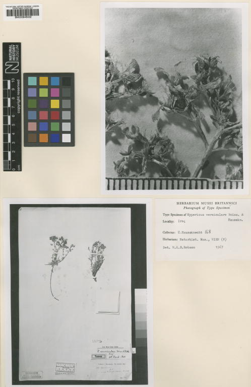 Hypericum vermiculare: Specimen of Hypericum vermiculare at the National History Museum in London