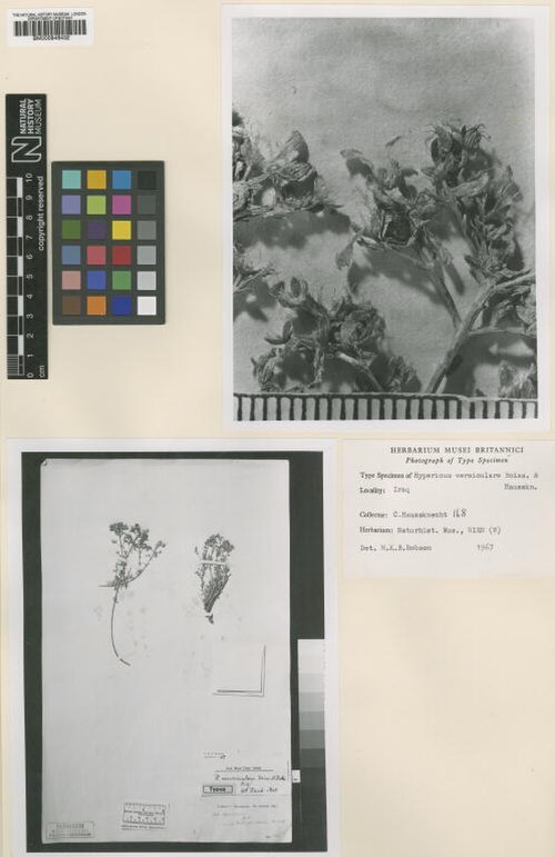 Hypericum vermiculare: Specimen of Hypericum vermiculare at the National History Museum in London