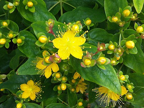 Tall tutsan: Hypericum × inodorum in London, England.