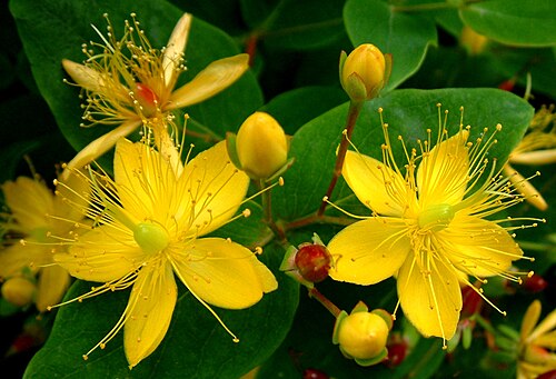 Tall tutsan: Hypericum blooms with their spiky overskirts, like tutus Hypericum