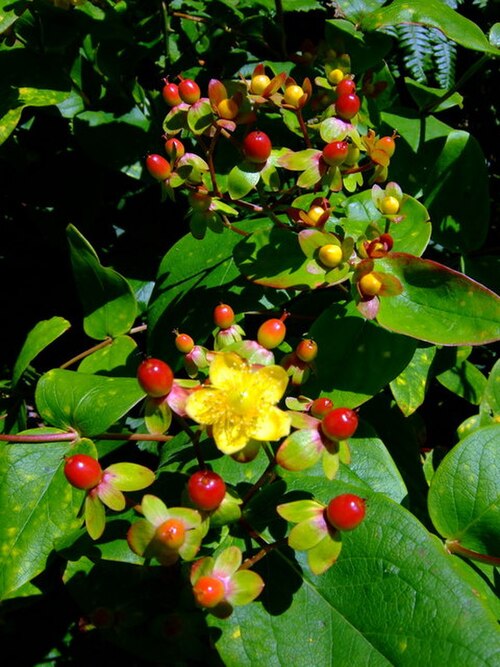 Tall tutsan: Tutsan (Androseum hypericum). Dail y Beiblau (Bible leaves) in Welsh, refers to the practice of using the foliage of this shrubby plant as a scented bookmark. I