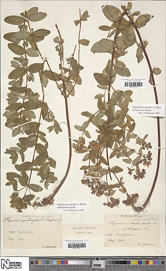Hypericum × laschii: Specimen of Hypericum x laschii at the National History Museum in London