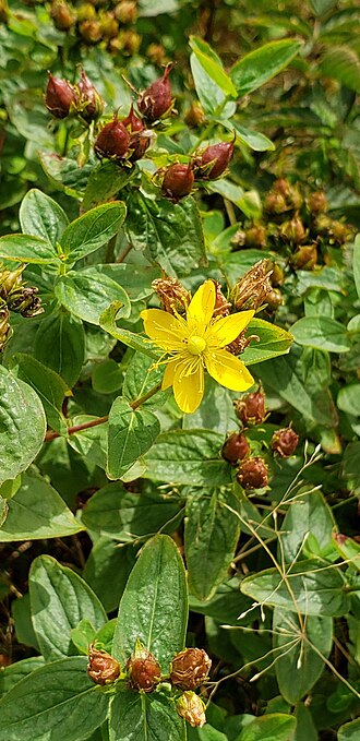 Hypericum × mitchellianum: Blue Ridge St. John's Wort ( Hypericum mitchellianum ) in the United States