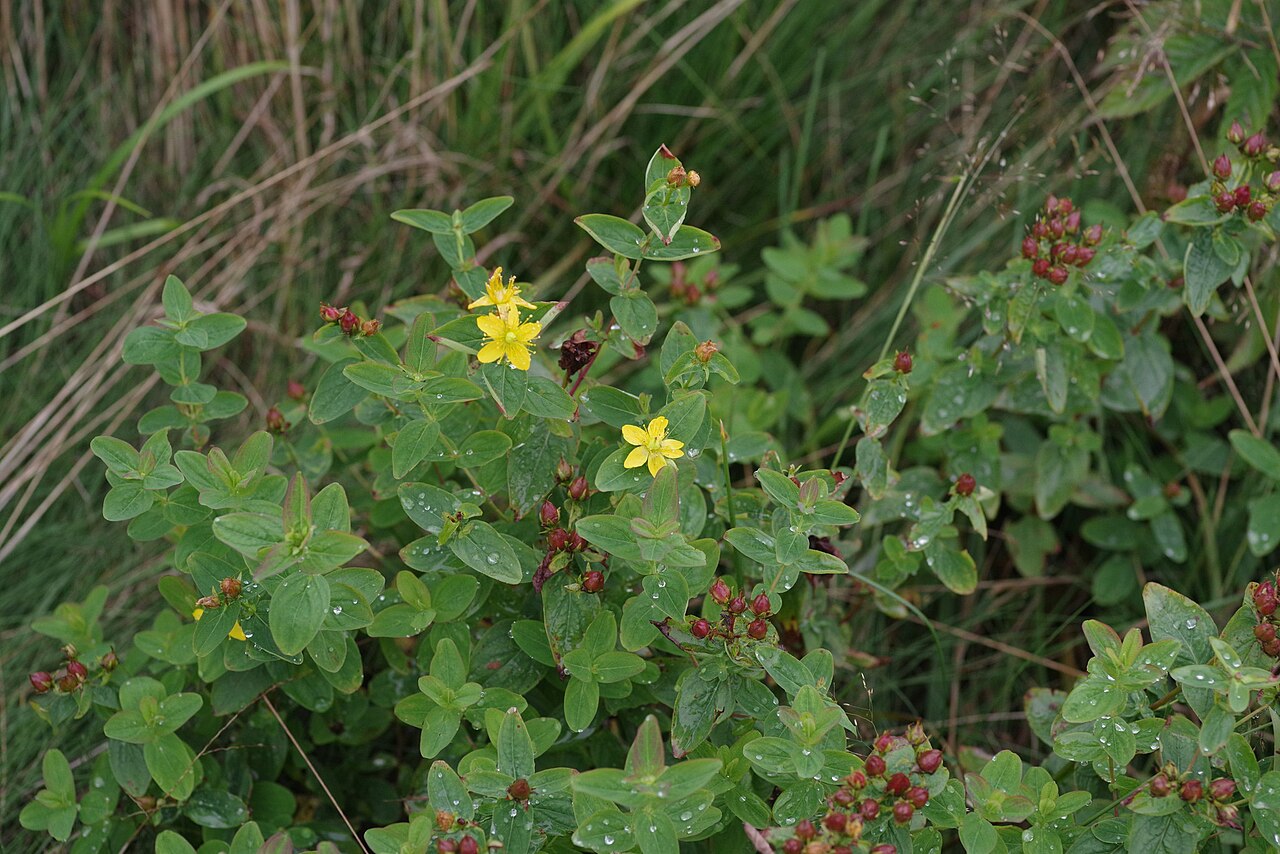 Hypericum × mitchellianum: Blue Ridge St. John's Wort ( Hypericum mitchellianum ) in the United States