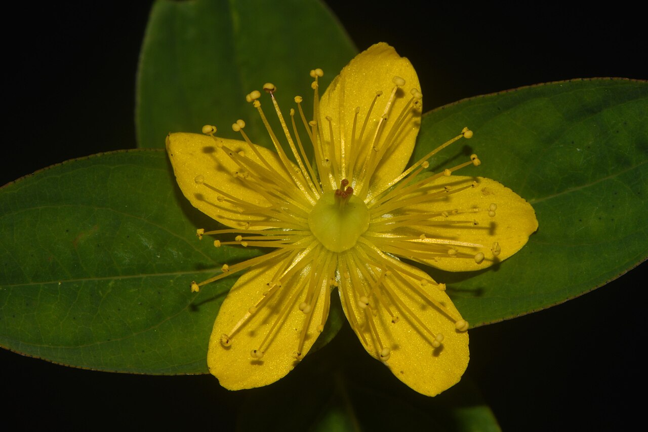 Hypericum × mitchellianum: Blue Ridge St. John's Wort ( Hypericum mitchellianum ) in the United States