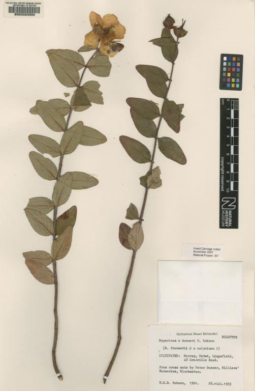 Hypericum × reinosae: Specimen of Hypericum x dummeri at the National History Museum in London