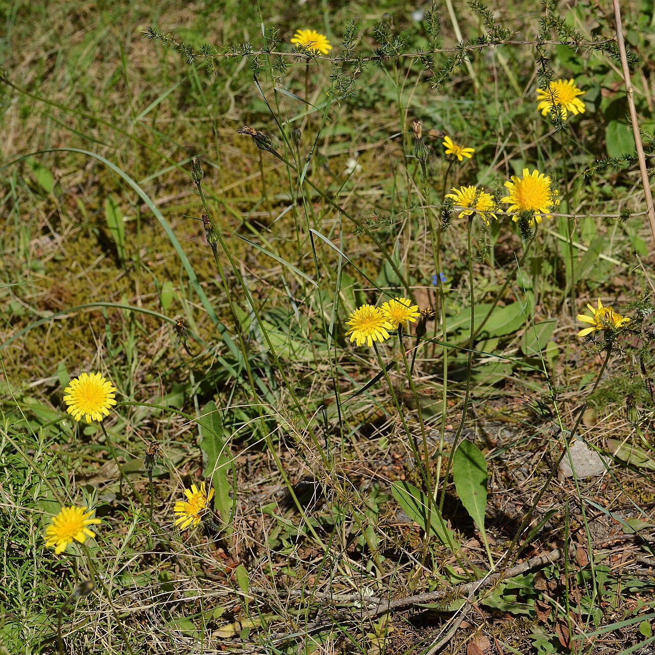 Hypochaeris achyrophorus: Mediterranean Cat's-Ear ( Hypochaeris achyrophorus ) in Parc Natural de s'Albufera, Spain.