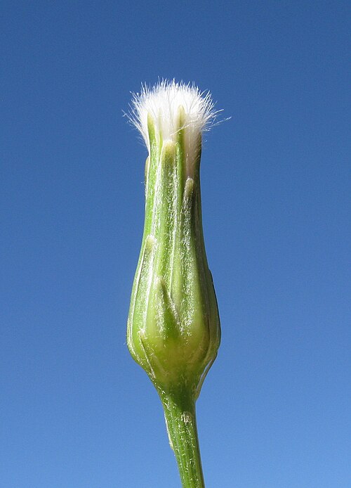 Smallhead cat's ear: Introduced, perennial herb 10–40 cm tall. Taproots are fleshy and stems are hairless to hairy. Basal leaves form a rosette and are oblong in outline, 5–15 cm lo