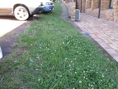 Smallhead cat's ear: Introduced, perennial herb 10–40 cm tall. Taproots are fleshy and stems are hairless to hairy. Basal leaves form a rosette and are oblong in outline, 5–15 cm lo