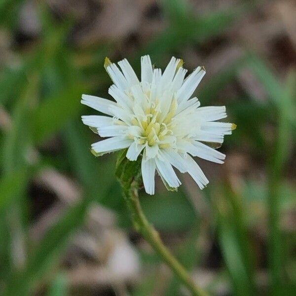 Smallhead cat's ear (Hypochaeris albiflora)