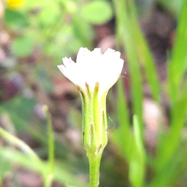 Smallhead cat's ear (Hypochaeris albiflora)