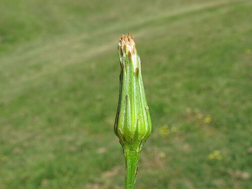 Smallhead cat's ear: Introduced, perennial herb 10–40 cm tall. Taproots are fleshy and stems are hairless to hairy. Basal leaves form a rosette and are oblong in outline, 5–15 cm lo