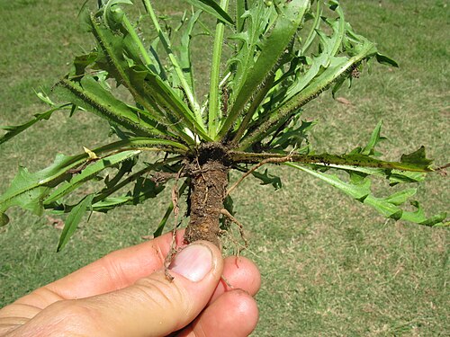 Smallhead cat's ear: Introduced, perennial herb 10–40 cm tall. Taproots are fleshy and stems are hairless to hairy. Basal leaves form a rosette and are oblong in outline, 5–15 cm lo