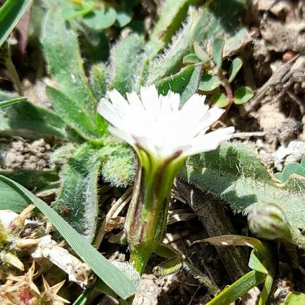 Smallhead cat's ear (Hypochaeris albiflora)