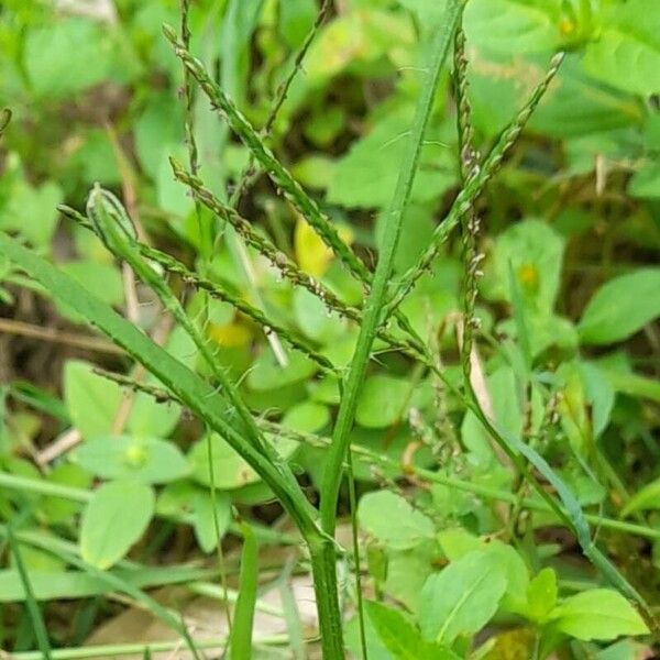 Smallhead cat's ear (Hypochaeris albiflora)