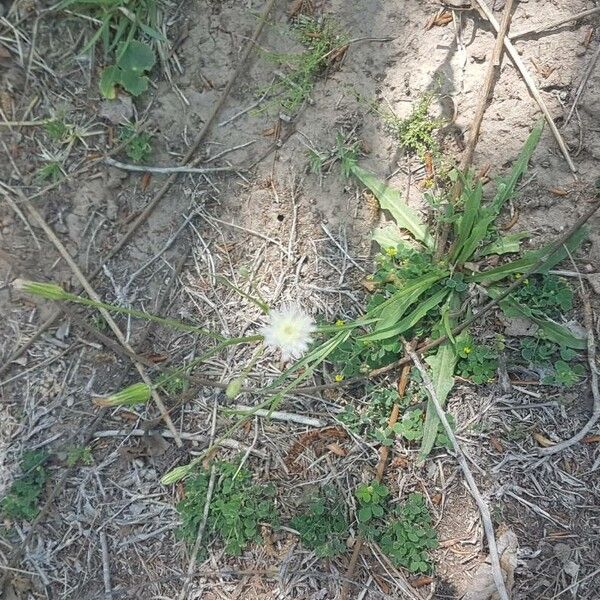 Smallhead cat's ear (Hypochaeris albiflora)