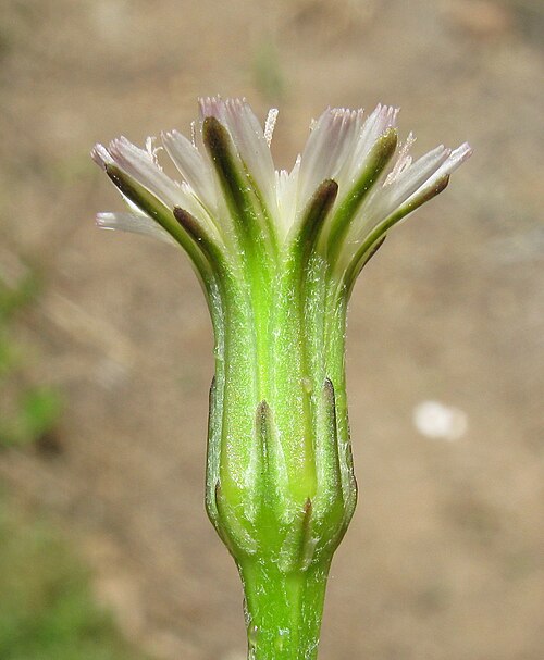 Smallhead cat's ear: Introduced, perennial herb 10–40 cm tall. Taproots are fleshy and stems are hairless to hairy. Basal leaves form a rosette and are oblong in outline, 5–15 cm lo