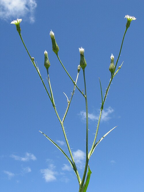 Smallhead cat's ear: Introduced, perennial herb 10–40 cm tall. Taproots are fleshy and stems are hairless to hairy. Basal leaves form a rosette and are oblong in outline, 5–15 cm lo