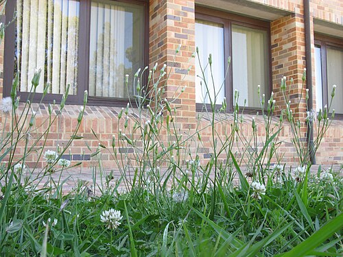 Smallhead cat's ear: Introduced, perennial herb 10–40 cm tall. Taproots are fleshy and stems are hairless to hairy. Basal leaves form a rosette and are oblong in outline, 5–15 cm lo