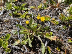 Hypochaeris arenaria (Hypochaeris arenaria)