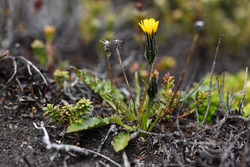 Hypochaeris arenaria (Hypochaeris arenaria)