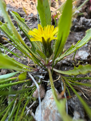 Hypochaeris arenaria (Hypochaeris arenaria)