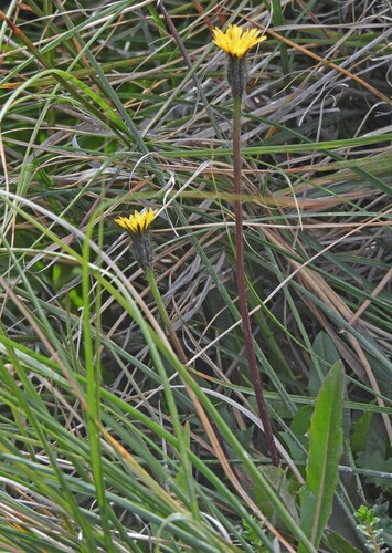 Hypochaeris arenaria (Hypochaeris arenaria)