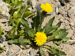 Hypochaeris arenaria (Hypochaeris arenaria)
