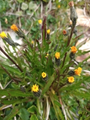 Hypochaeris arenaria (Hypochaeris arenaria)