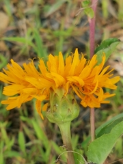Hypochaeris ciliata (Hypochaeris ciliata)